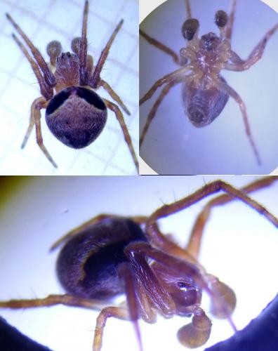 Réf. 220 677 : Araneus (sturmi-triguttatus)